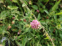 Trifolium pratense