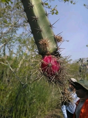 Acanthocereus chiapensis