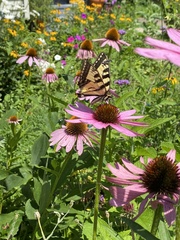 Papilio canadensis × glaucus