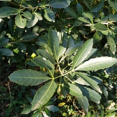 Allophylus natalensis