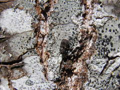 Dissoleucas niveirostris