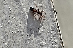 Synemosyna formica