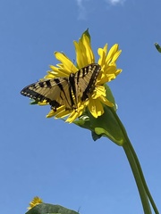 Papilio canadensis × glaucus