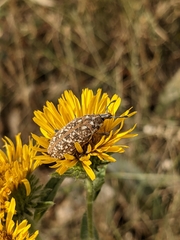 Leucomigus tesselatus