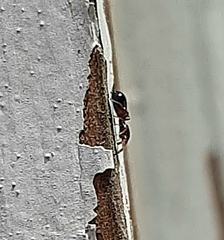 Synemosyna formica