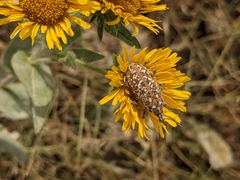 Leucomigus tesselatus