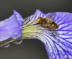 Parhelophilus laetus
