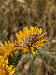 Leucomigus tesselatus