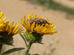 Leucomigus tesselatus