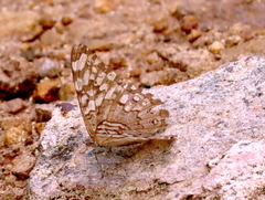 Hamadryas februa