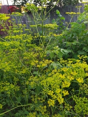 Pastinaca sativa sylvestris