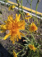 Sonchus arvensis uliginosus