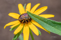 Halictus ligatus