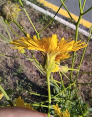Sonchus arvensis uliginosus