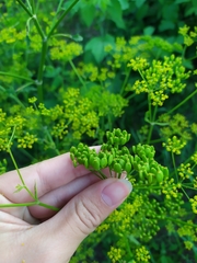 Pastinaca sativa sylvestris