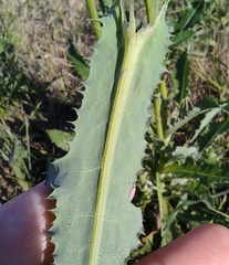 Sonchus arvensis uliginosus