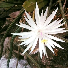 Epiphyllum hookeri