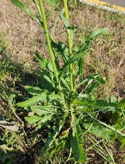 Sonchus arvensis uliginosus