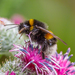 Bombus terrestris terrestris - Photo (c) Reflectitur Photons, some rights reserved (CC BY-NC), uploaded by Reflectitur Photons