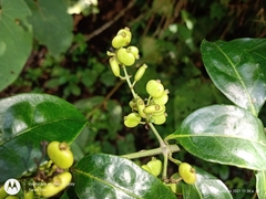 Chiococca phaenostemon