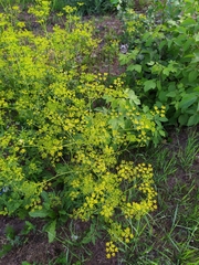 Pastinaca sativa sylvestris