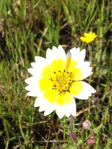 iNaturalist observation photo of Frémont's tidytips