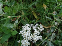 Achillea millefolium