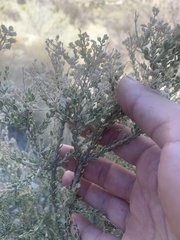 Mortonia scabrella