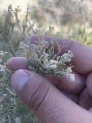 Mortonia scabrella