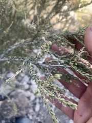 Mortonia scabrella