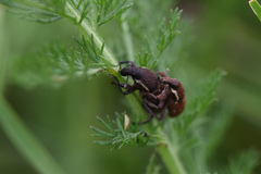 Pseudocleonus grammicus