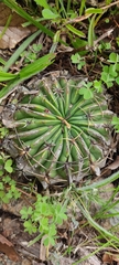 Ferocactus macrodiscus