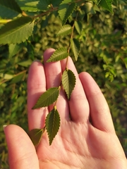 Ulmus pumila