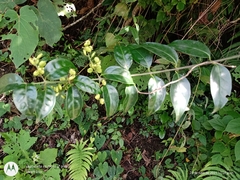 Chiococca phaenostemon