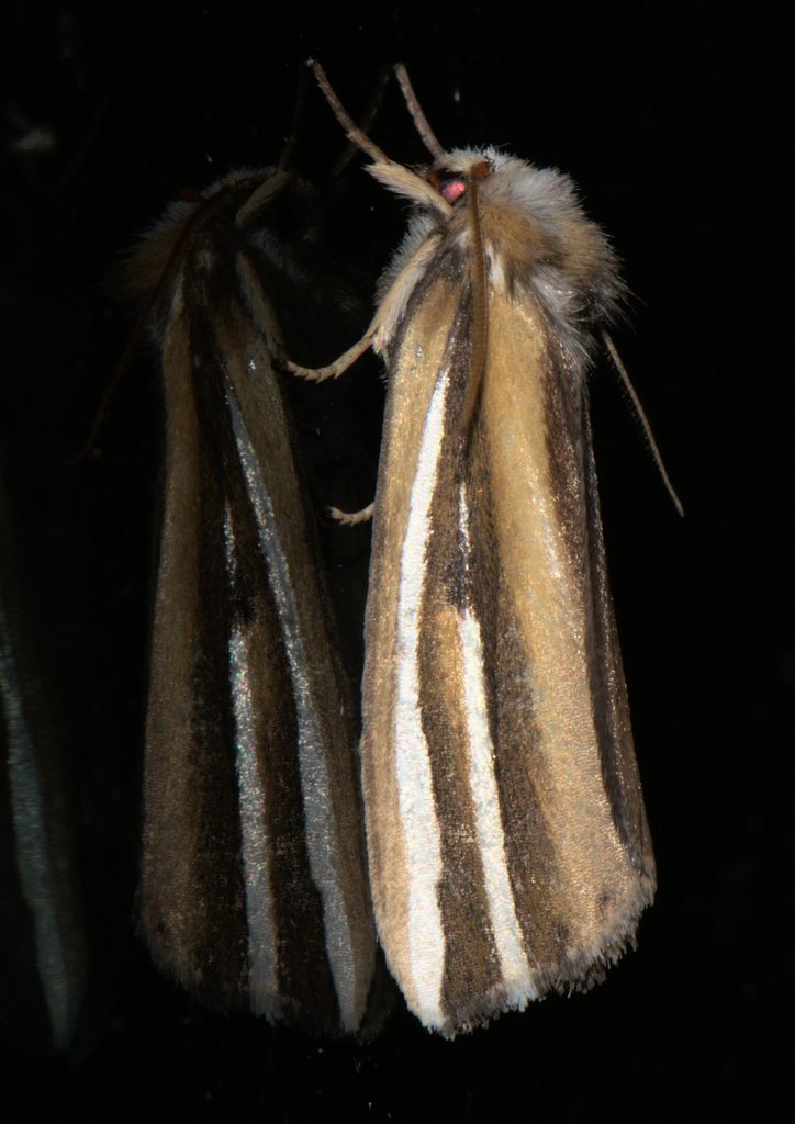 Niganda argentifascia