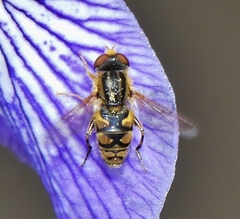 Parhelophilus laetus