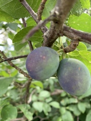 Prunus domestica