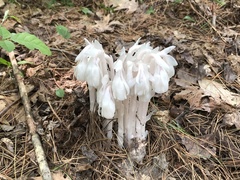 Monotropa