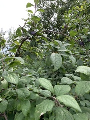 Prunus domestica