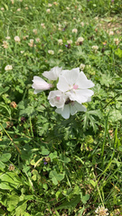 Veronica officinalis