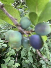 Prunus domestica