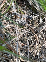 Dysstroma latefasciata