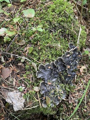 Peltigera