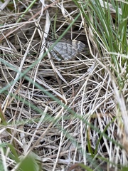 Dysstroma latefasciata