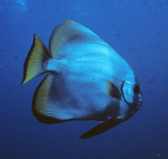 Platax boersii