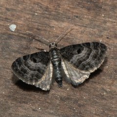Eupithecia atrisignis