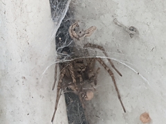 Agelena labyrinthica