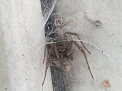 Agelena labyrinthica