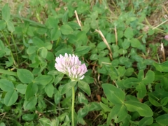Trifolium pratense
