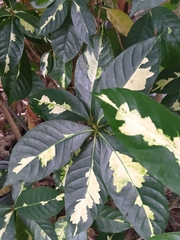 Graptophyllum